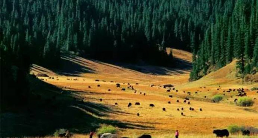 拉日馬草原.jpg 拉日馬草原.jpg