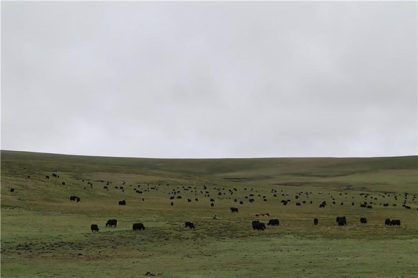 草地綠如毯.jpg 草地綠如毯.jpg