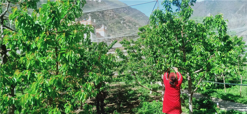 茶農采茶.jpg 茶農采茶.jpg